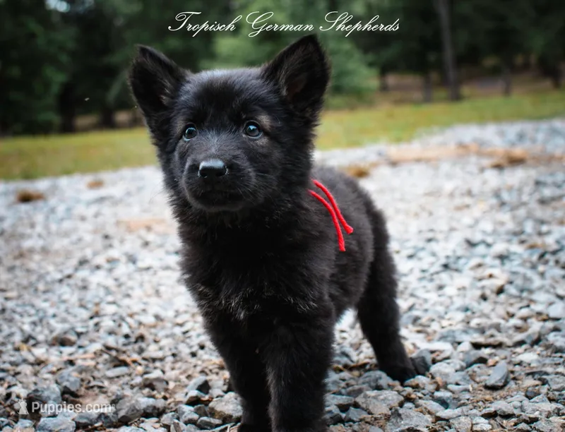 Pyra’s red collar girl – German Shepherd Dog puppy for sale in West Monroe, LA