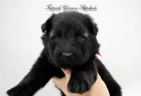 Pyra’s red collar girl, a female German Shepherd Dog for sale in West Monroe, LA – Photo 1 of 2