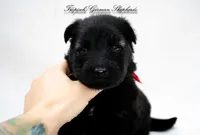 Pyra’s red collar girl, a female German Shepherd Dog for sale in West Monroe, LA – Photo 2 of 2