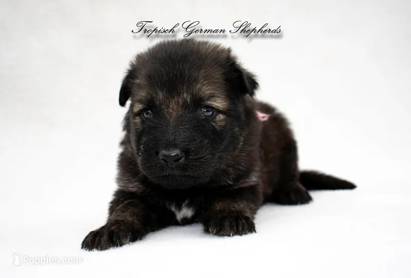 Pyra’s Yellow collar girl – German Shepherd Dog puppy for sale in West Monroe, LA