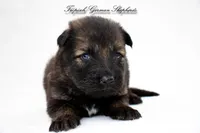 Pyra’s Yellow collar girl, a female German Shepherd Dog for sale in West Monroe, LA – Photo 2 of 2