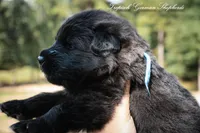 Calypso’s blue collar male, a male German Shepherd Dog for sale in West Monroe, LA – 3 of 3