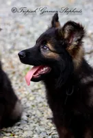 Black sable, a  German Shepherd Dog for sale in West Monroe, LA – Photo 8 of 9