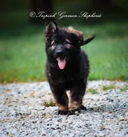 Black sable, a  German Shepherd Dog for sale in West Monroe, LA – Photo 2 of 9