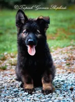 Black sable, a  German Shepherd Dog for sale in West Monroe, LA – Photo 1 of 9
