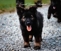 Black sable, a  German Shepherd Dog for sale in West Monroe, LA – Photo 9 of 9