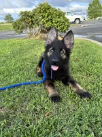 Black sable, a  German Shepherd Dog for sale in West Monroe, LA – Photo 5 of 9