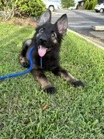 Black sable, a  German Shepherd Dog for sale in West Monroe, LA – Photo 4 of 9