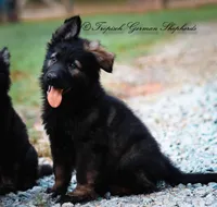 Black sable, a  German Shepherd Dog for sale in West Monroe, LA – Photo 6 of 9