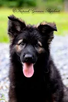 Black sable, a  German Shepherd Dog for sale in West Monroe, LA – Photo 7 of 9