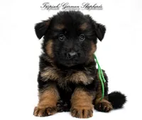 Ellie’s green collar male , a male German Shepherd Dog for sale in West Monroe, LA – 1 of 2