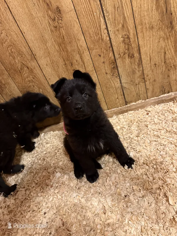 Calypso’s Pink collar female  – German Shepherd Dog puppy for sale in West Monroe, LA