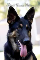 Liver & blue carrier, a female German Shepherd Dog for sale in West Monroe, LA – Photo 2 of 10