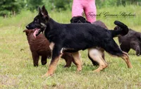 Liver & blue carrier, a female German Shepherd Dog for sale in West Monroe, LA – Photo 7 of 10