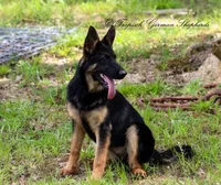 Liver & blue carrier, a female German Shepherd Dog for sale in West Monroe, LA – Photo 4 of 10