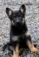 Liver & blue carrier, a female German Shepherd Dog for sale in West Monroe, LA – Photo 9 of 10