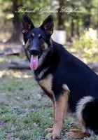 Liver & blue carrier, a female German Shepherd Dog for sale in West Monroe, LA – Photo 3 of 10