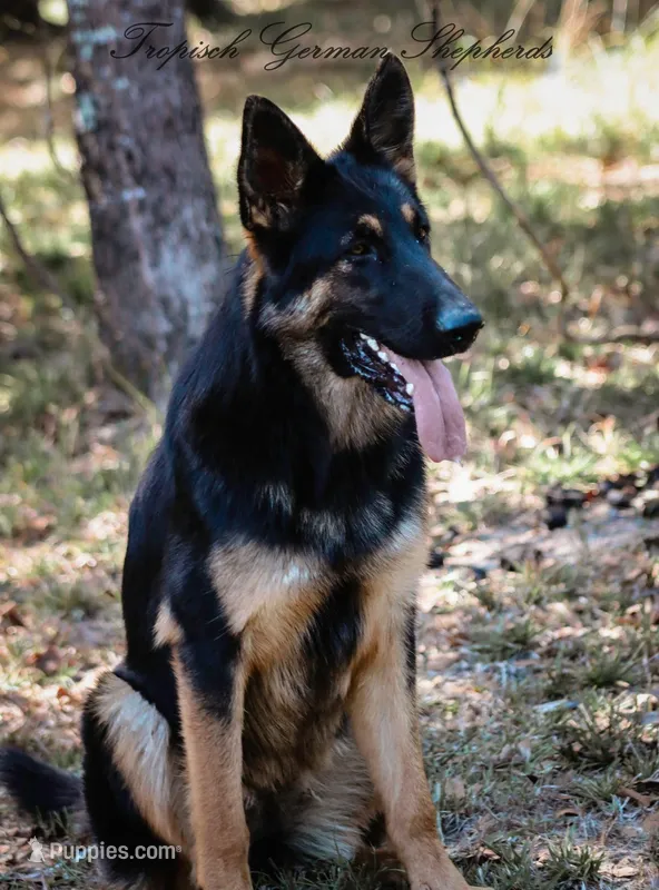 Liver & blue carrier