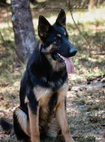 Liver & blue carrier, a female German Shepherd Dog for sale in West Monroe, LA – Photo 1 of 10