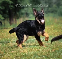 Liver & blue carrier, a female German Shepherd Dog for sale in West Monroe, LA – Photo 5 of 10