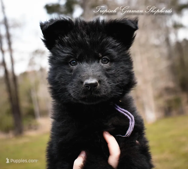 Rubies purple collar girl – German Shepherd Dog puppy for sale in West Monroe, LA