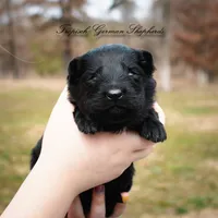 Rubies purple collar girl, a female German Shepherd Dog for sale in West Monroe, LA – Photo 6 of 6