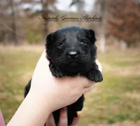 Rubies purple collar girl, a female German Shepherd Dog for sale in West Monroe, LA – Photo 2 of 2