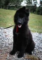 Calypso’s red collar girl, a female German Shepherd Dog for sale in West Monroe, LA – 2 of 3