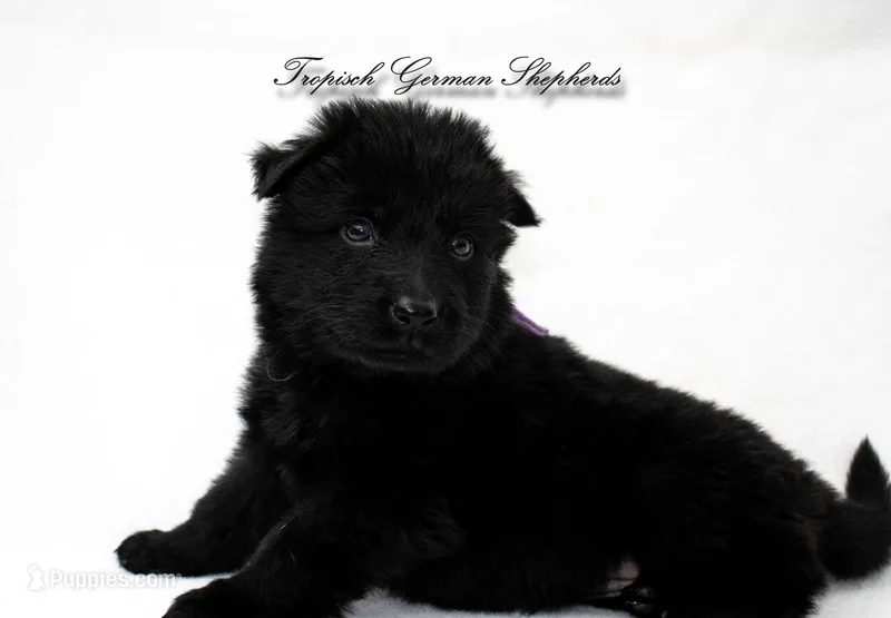Rubies purple collar girl – German Shepherd Dog puppy for sale in West Monroe, LA