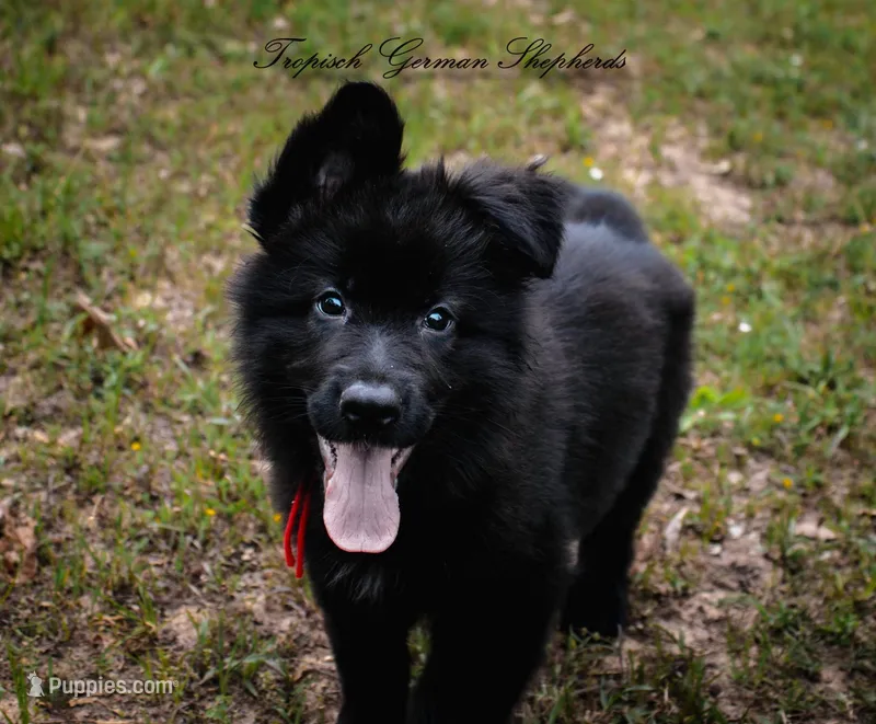 Calypso’s red collar girl – German Shepherd Dog puppy for sale in West Monroe, LA