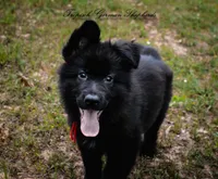 Calypso’s red collar girl, a female German Shepherd Dog for sale in West Monroe, LA – 1 of 3