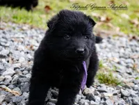 Rubies purple collar girl, a female German Shepherd Dog for sale in West Monroe, LA – Photo 2 of 6