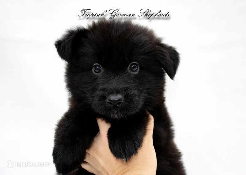 Calypso’s red collar girl – German Shepherd Dog puppy for sale in West Monroe, LA