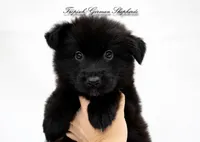 Calypso’s red collar girl, a female German Shepherd Dog for sale in West Monroe, LA – 3 of 3