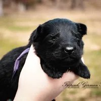Rubies purple collar girl, a female German Shepherd Dog for sale in West Monroe, LA – Photo 5 of 6