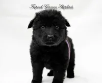 Rubies purple collar girl, a female German Shepherd Dog for sale in West Monroe, LA – Photo 4 of 6