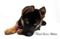 Ellie’s Purple collar girl , a female German Shepherd Dog for sale in West Monroe, LA – 3 of 5