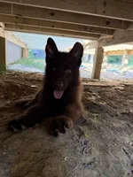 Solid liver stock coat male , a male German Shepherd Dog for sale in West Monroe, LA – 2 of 4