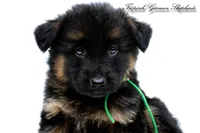 Ellie’s green collar male , a male German Shepherd Dog for sale in West Monroe, LA – 2 of 2