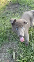 Solid Isabella stock coat male, a male German Shepherd Dog for sale in West Monroe, LA – 4 of 5