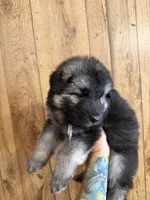 Calypso’s grey collar male , a male German Shepherd Dog for sale in West Monroe, LA – 4 of 4