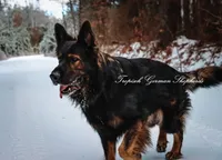 Pink collar girl, a female German Shepherd Dog for sale in West Monroe, LA – Photo 4 of 8