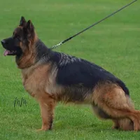 Pink collar girl, a female German Shepherd Dog for sale in West Monroe, LA – Photo 10 of 10