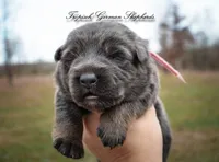 Pink collar girl, a female German Shepherd Dog for sale in West Monroe, LA – Photo 2 of 10