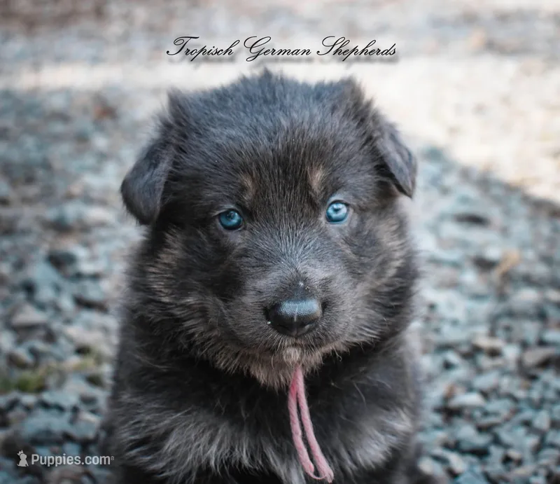 Pink collar girl – German Shepherd Dog puppy for sale in West Monroe, LA