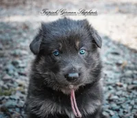 Pink collar girl, a female German Shepherd Dog for sale in West Monroe, LA – Photo 1 of 10