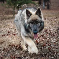 Pink collar girl, a female German Shepherd Dog for sale in West Monroe, LA – Photo 5 of 10
