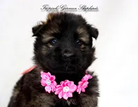 Pink collar girl, a female German Shepherd Dog for sale in West Monroe, LA – Photo 1 of 8