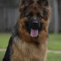 Pink collar girl, a female German Shepherd Dog for sale in West Monroe, LA – Photo 7 of 10
