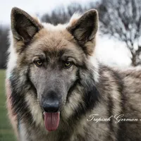 Pink collar girl, a female German Shepherd Dog for sale in West Monroe, LA – Photo 9 of 10